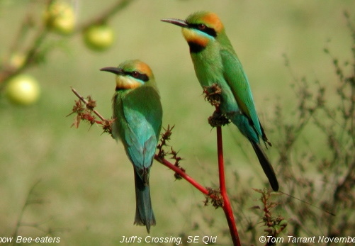 Bee-eaters Meropidae