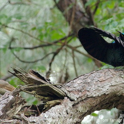 Paradise Riflebird Ptiloris paradiseus