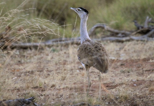 Australian Bustard Ardeotis australis