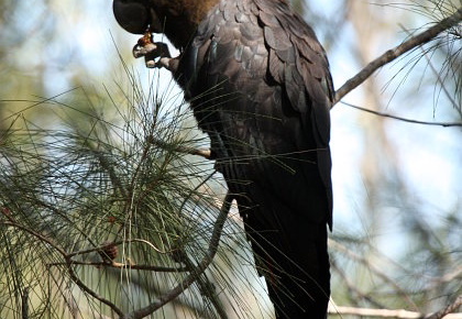 Glossy Black Cockatoo Calyptorhynchus lathami