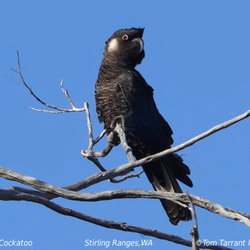 Long-billed Black Cockatoo baudinii