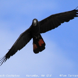 Red-tailed Black Cockatoo Calyptorhynchus banksii