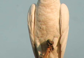 Sulphur-crested Cockatoo Cacatua galerita