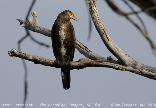 Great Cormorant Phalacrocorax carbo