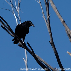 Forest Raven Corvus tasmanicus