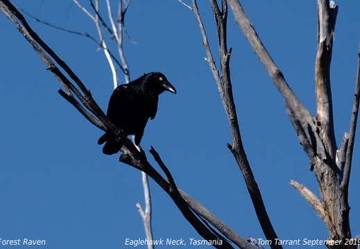 Forest Raven Corvus tasmanicus