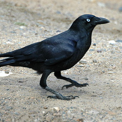 Torresian Crow  Corvus orru