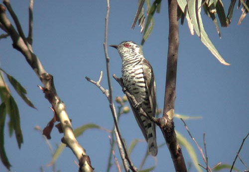 Little Bronze Cuckoo Chrysococcyx minutillus