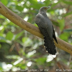 Oriental Cuckoo Cuculus optatus