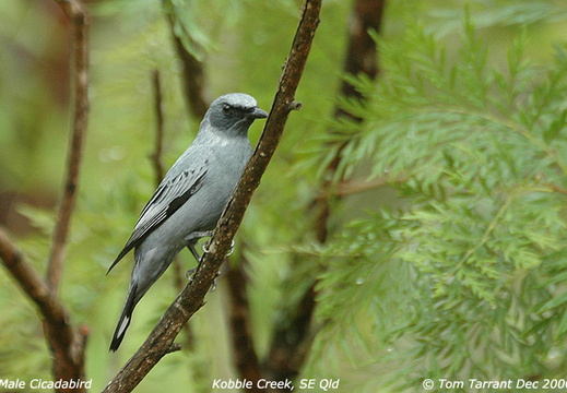 Common Cicadabird Edolisoma tenuirostre