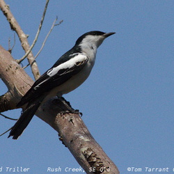 White-winged Triller Lalage tricolor
