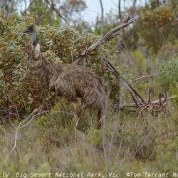 Emu Dromaiidae