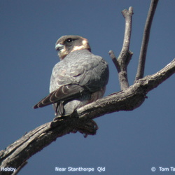 Australian Hobby Falco longipennis