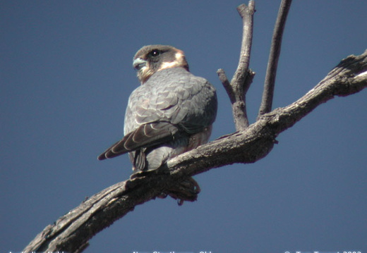 Australian Hobby Falco longipennis