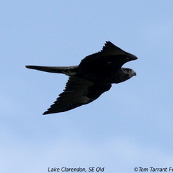 Black Falcon Falco subniger