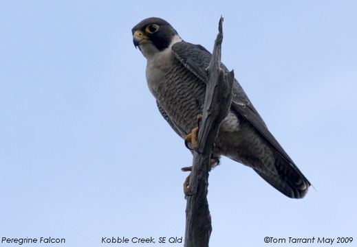 Peregrine Falcon Falco peregrinus