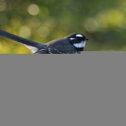 Grey Fantail Rhipidura albiscapa