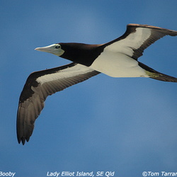 Brown Booby Sula leucogaster