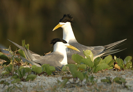 Gulls Terns and Skimmers Laridae