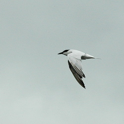 Gull-billed Tern Gelochelidon nilotica