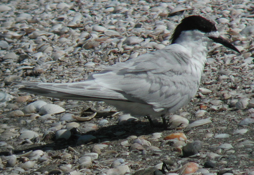 White-fronted Tern Sterna striata