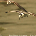 white wing tern1