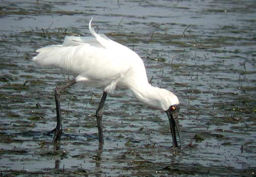 Royal Spoonbill Platalea regia