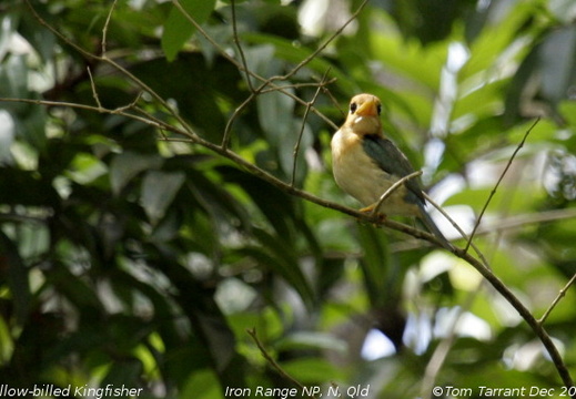 Yellow-billed Kingfisher Syma torotoro