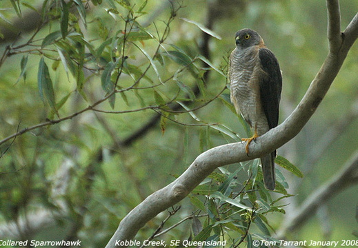 Collared Sparrowhawk Accipiter cirrocephalus 