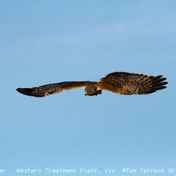 Swamp Harrier Circus approximans 