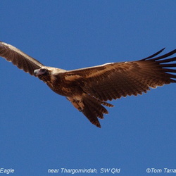 Wedge-tailed Eagle Aquila audax 