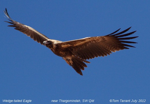 Wedge-tailed Eagle Aquila audax 