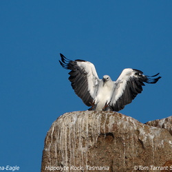 White-bellied Sea-Eagle Haliaaetus leucogaster