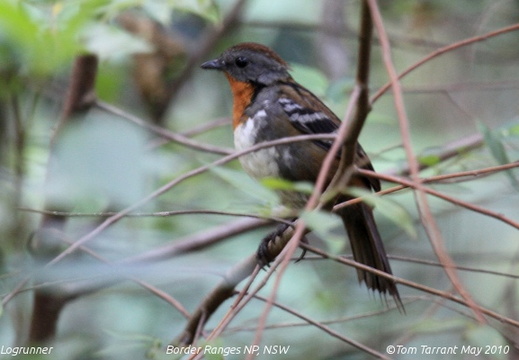 Australian Logrunner Orthonyx temminckii