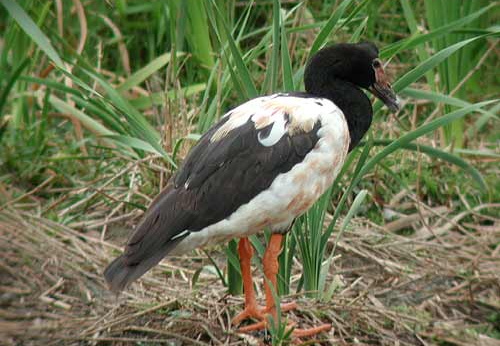Magpie Goose Anseranatidae