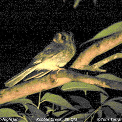 Australian Owlet-nightjar Aegotheles cristatus