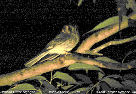 Australian Owlet-nightjar Aegotheles cristatus