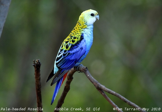 Pale-headed Rosella Platycercus adscitus