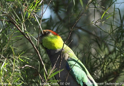 Red-capped Parrot Purpureicephalus spurius