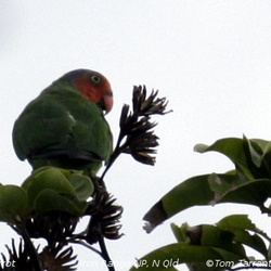 Red-cheeked Parrot Geoffroyus geoffroyi
