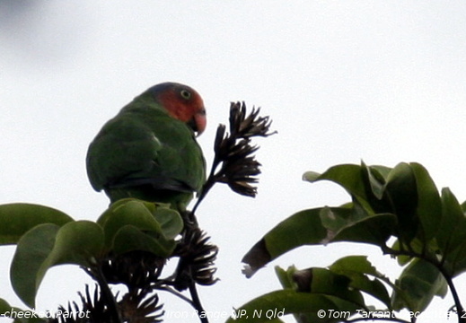 Red-cheeked Parrot Geoffroyus geoffroyi