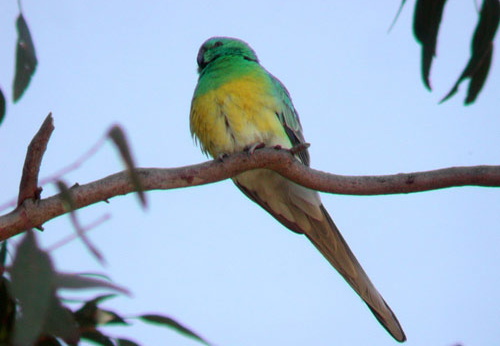 Red-rumped Parrot Psephotus haematonotus