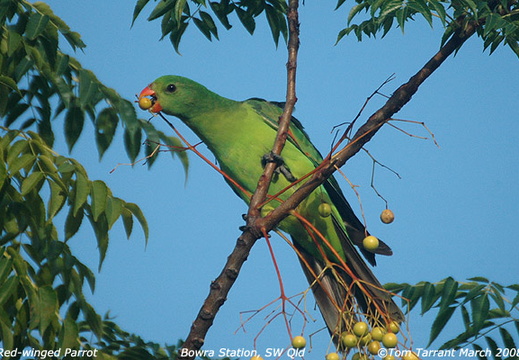 Red-winged Parrot Aprosmictus erythropterus