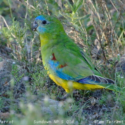 Turquoise Parrot Neophema pulchella