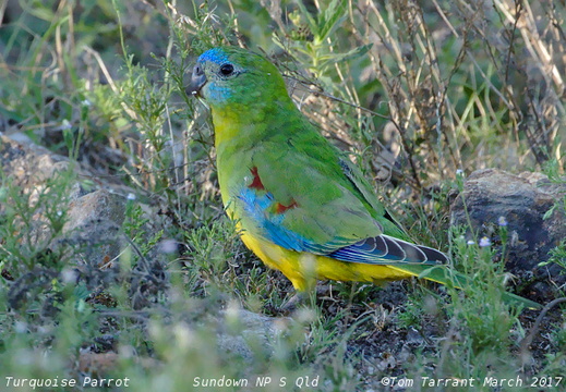 Turquoise Parrot Neophema pulchella