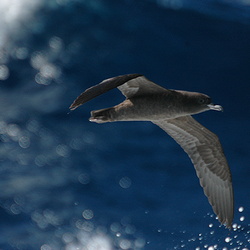 Flesh-footed Shearwater Puffinus carneipes