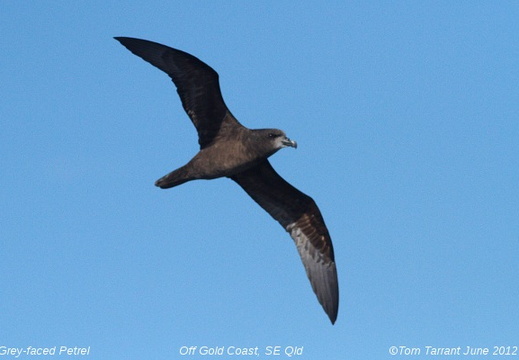 Great-winged Petrel Pterodroma macroptera