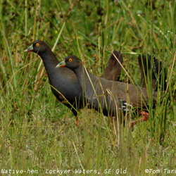 Rails Crakes and Coots Rallidae