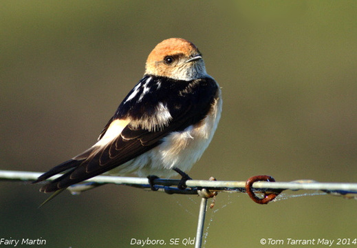Swallows Martins Hirundinidae