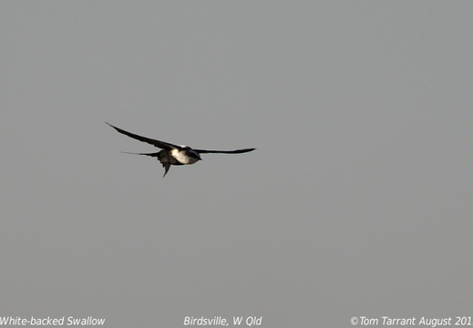 White-backed Swallow Cheramoeca leucosterna